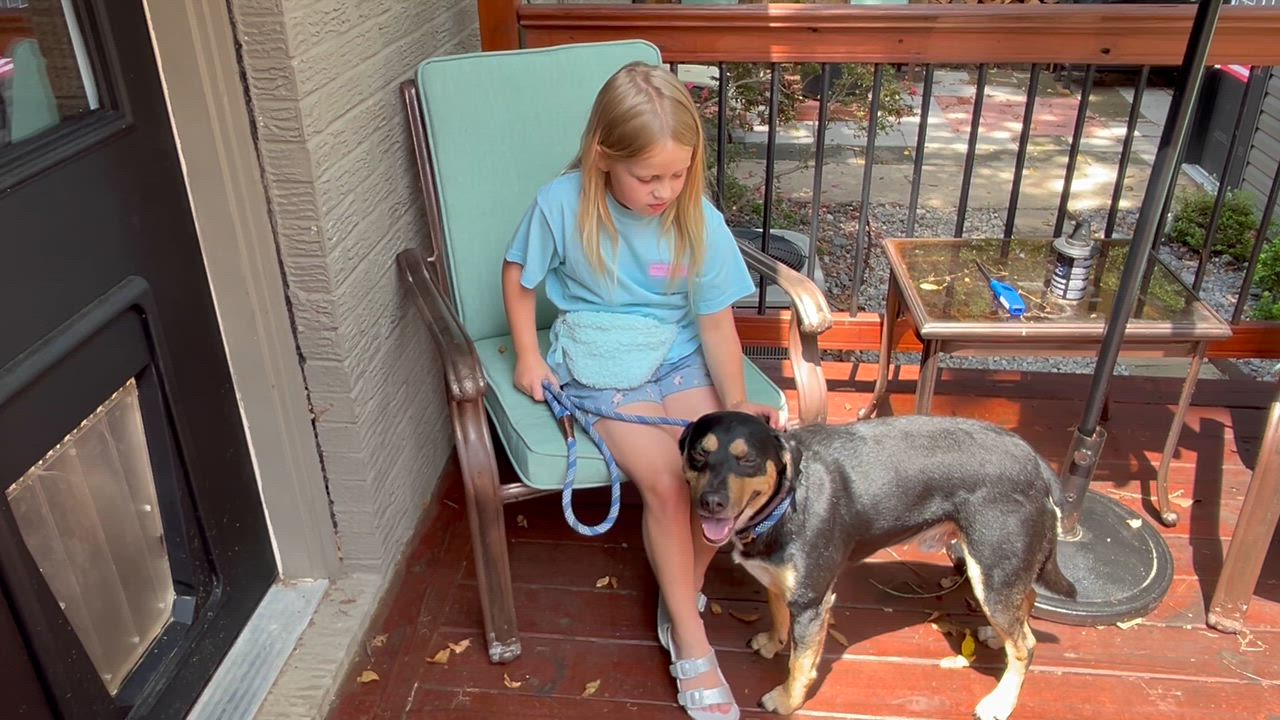 Enlarge Dickey-Watch my video., a ADOPTABLE mixed breed in Jackson, TN video 6/6