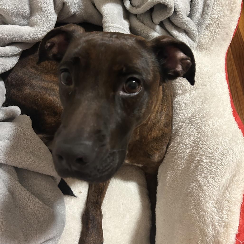 Bella, Adoptable, Adult Female Pit Bull Terrier & Mixed Breed.