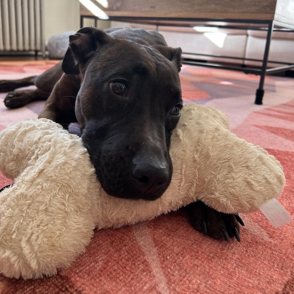 Enlarge Bella, a Adoptable mixed breed in Newark, NJ image 2/6