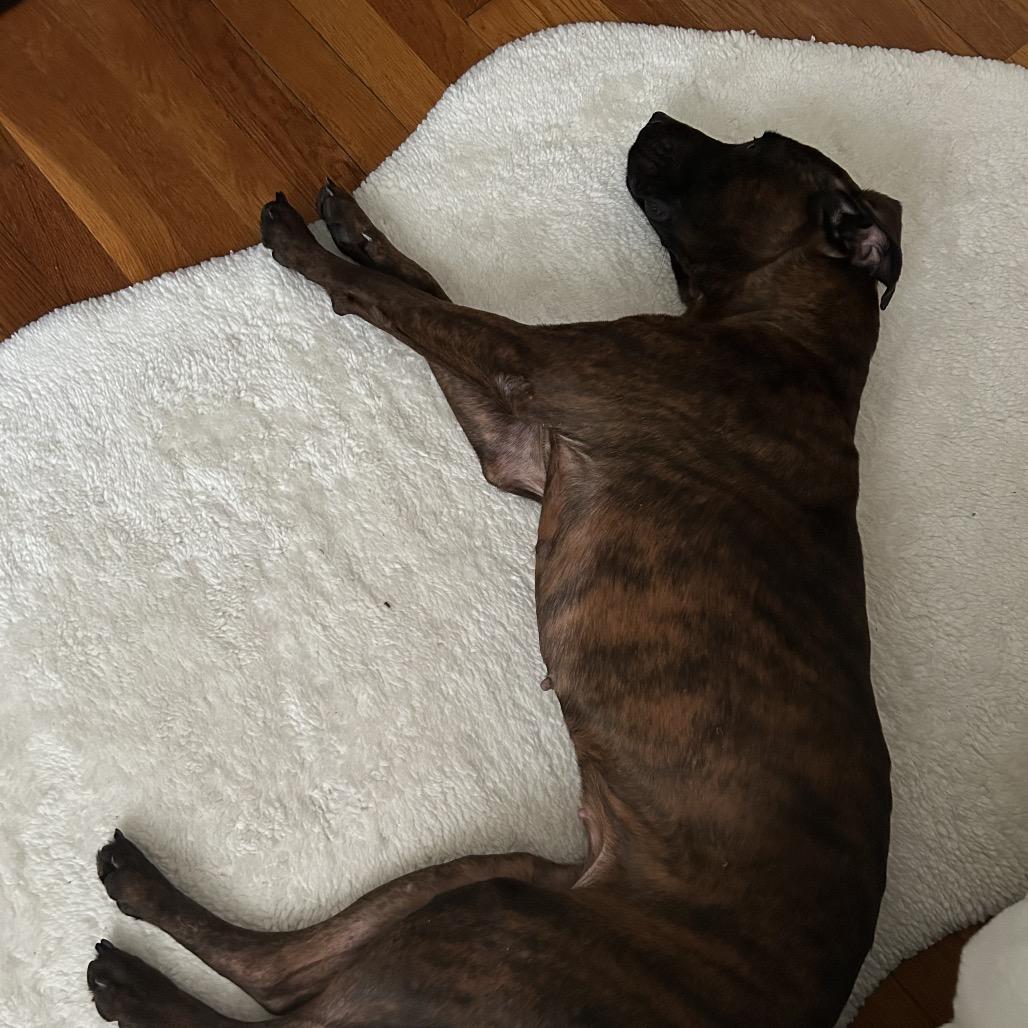 Enlarge Bella, a Adoptable mixed breed in Newark, NJ image 3/6