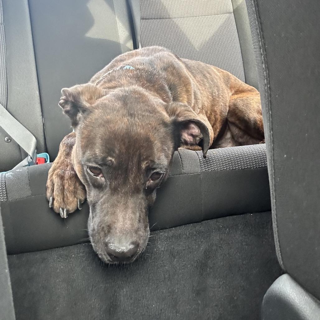 Enlarge Bella, a Adoptable mixed breed in Newark, NJ image 4/6