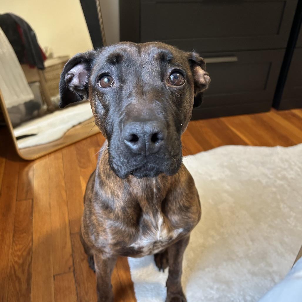 Enlarge Bella, a Adoptable mixed breed in Newark, NJ image 5/6