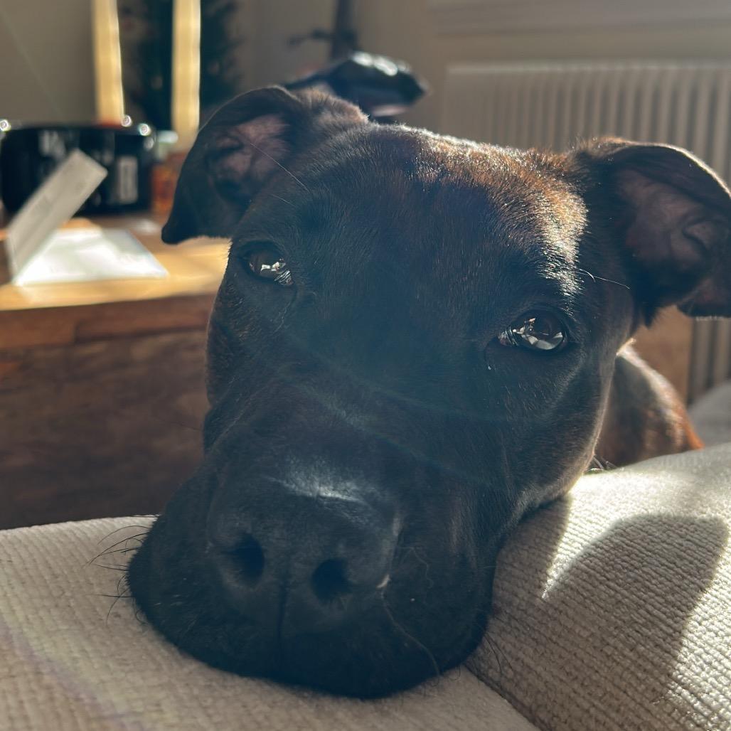 Enlarge Bella, a Adoptable mixed breed in Newark, NJ image 6/6