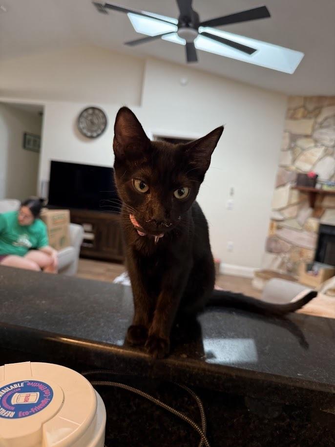 Enlarge Buffy, a Adoptable Domestic Short Hair in Deland, FL image 1/2