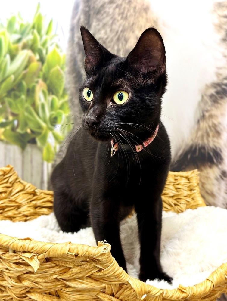 Enlarge Buffy, a Adoptable Domestic Short Hair in Deland, FL image 2/2