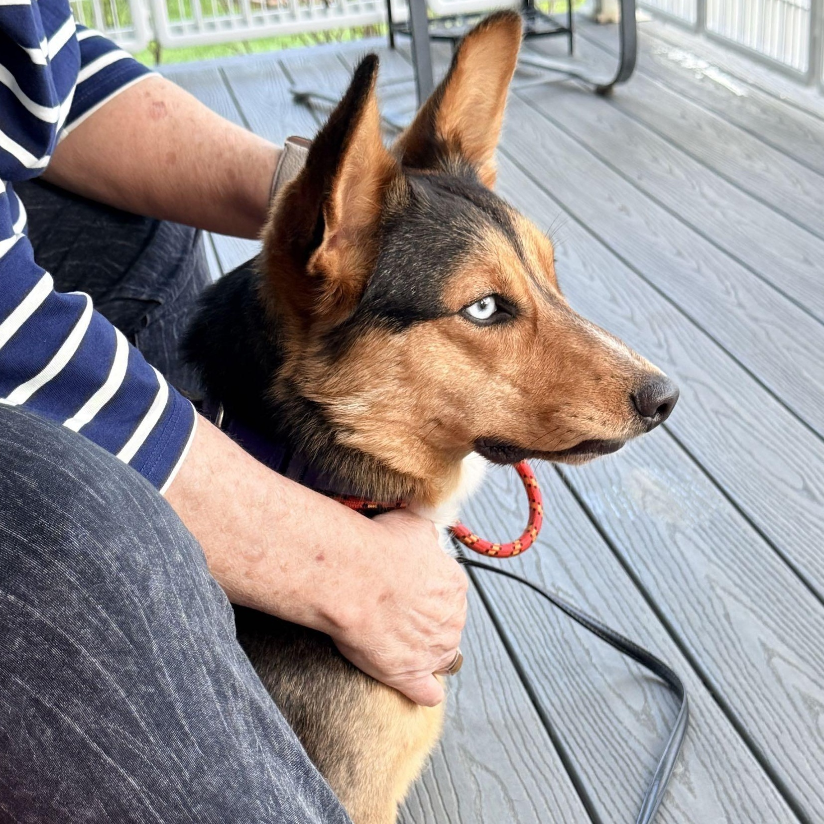 Melody, an adoptable Corgi in Louisburg, KS image 2/6