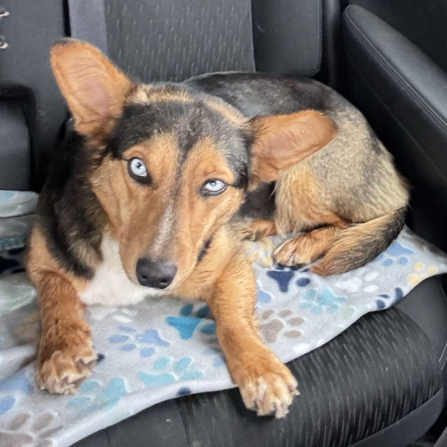 Melody, adoptable, Young Female Corgi.