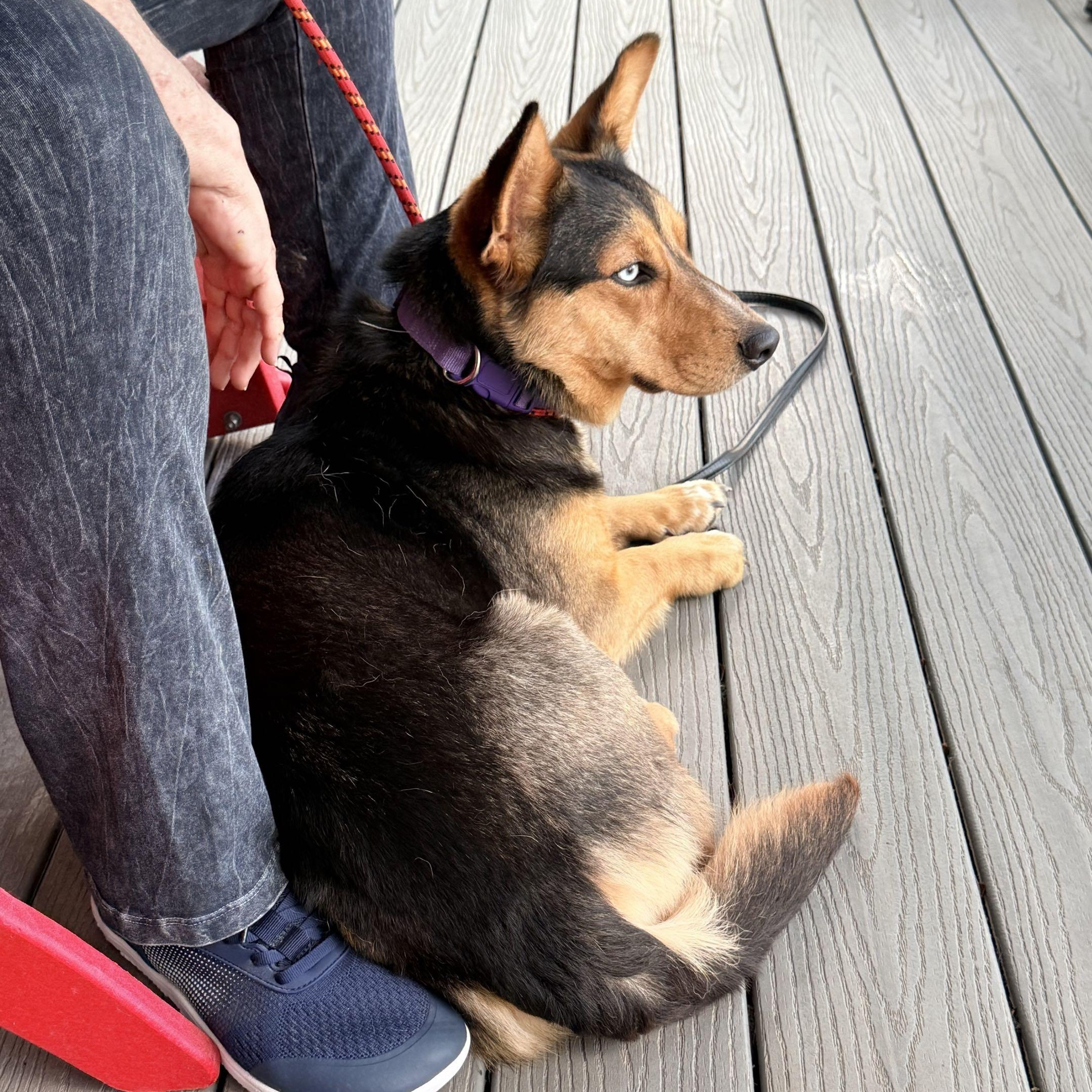 Melody, an adoptable Corgi in Louisburg, KS image 4/6