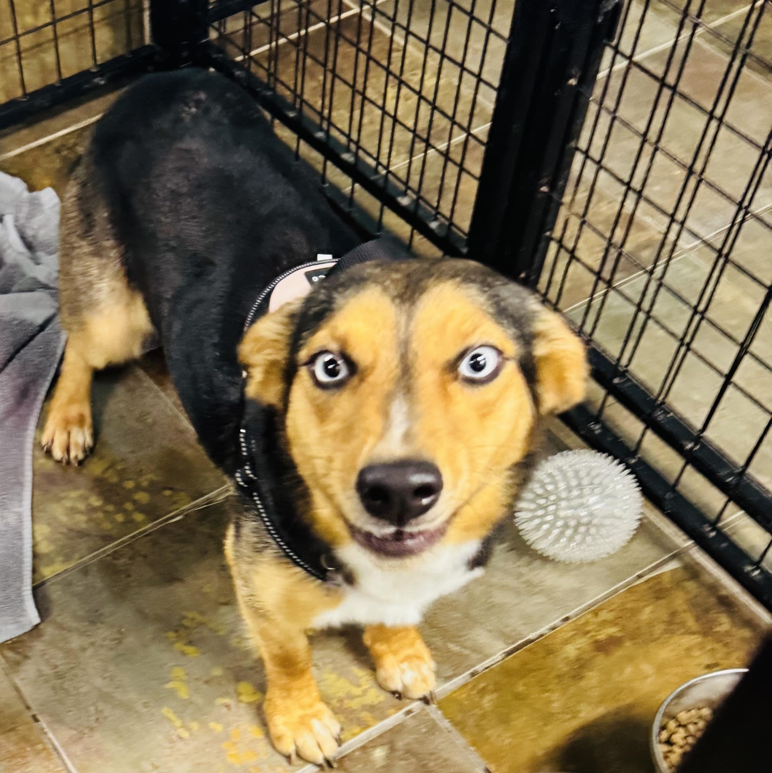 Melody, an adoptable Corgi in Louisburg, KS image 5/6