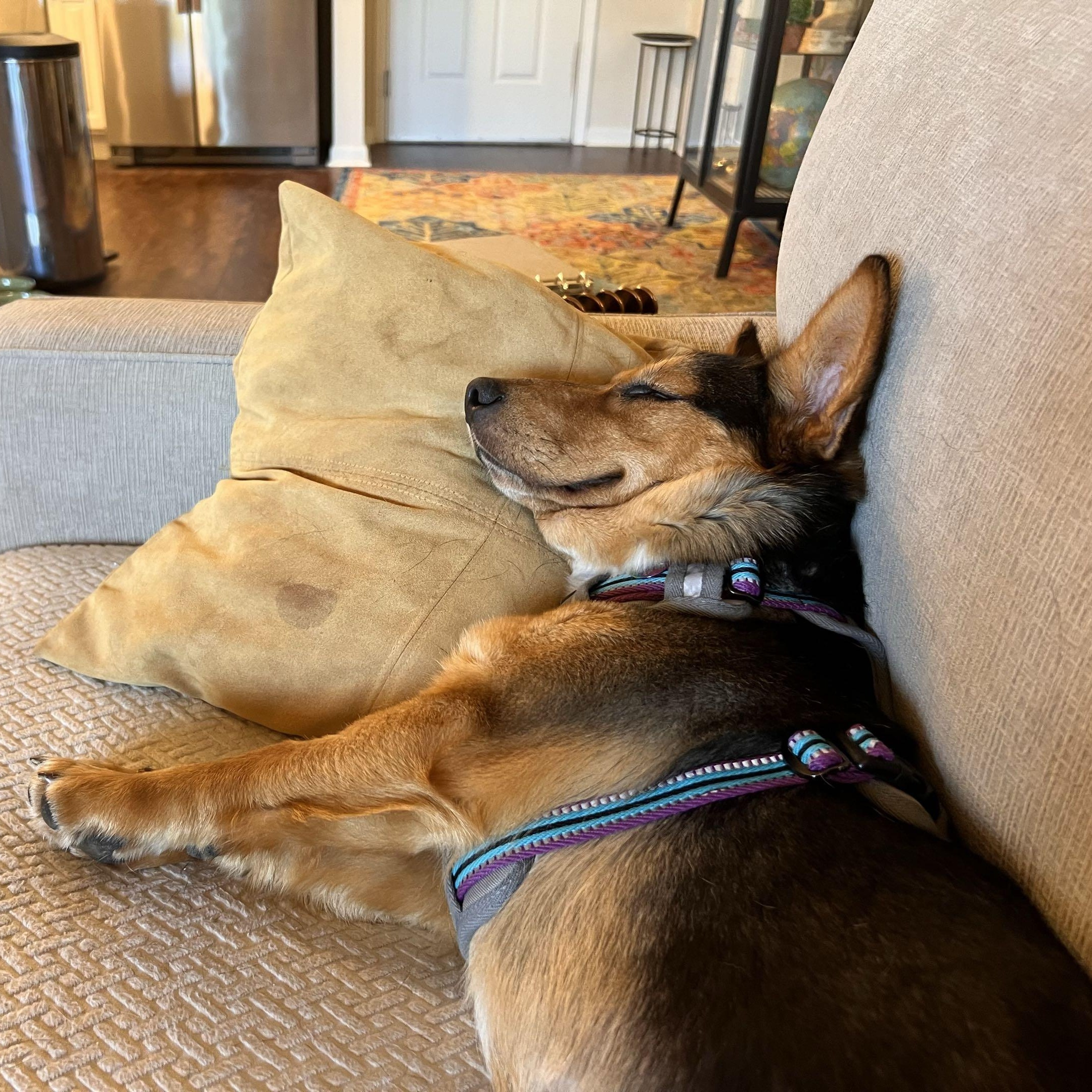 Melody, an adoptable Corgi in Louisburg, KS image 3/6