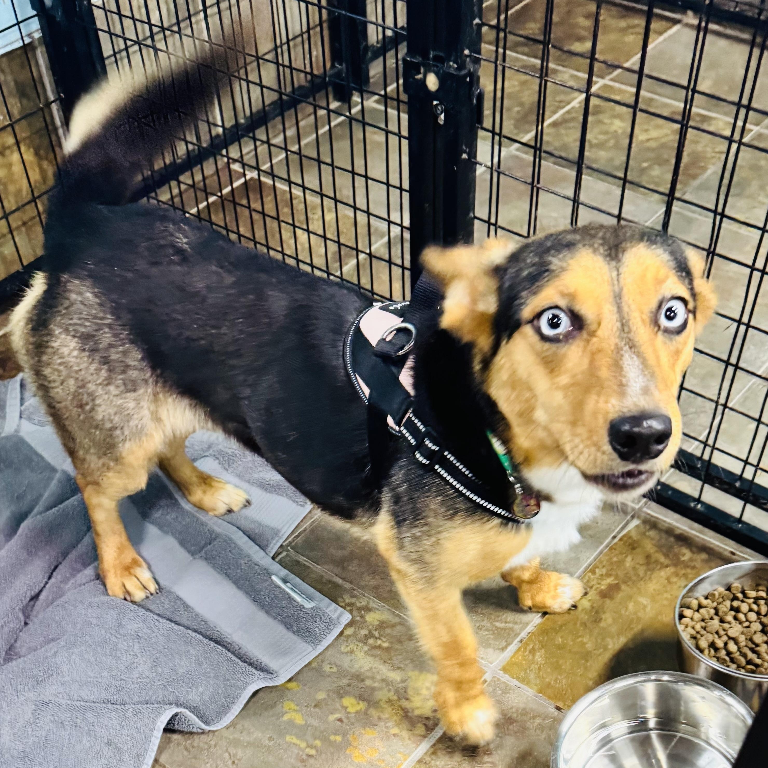 Melody, an adoptable Corgi in Louisburg, KS image 6/6
