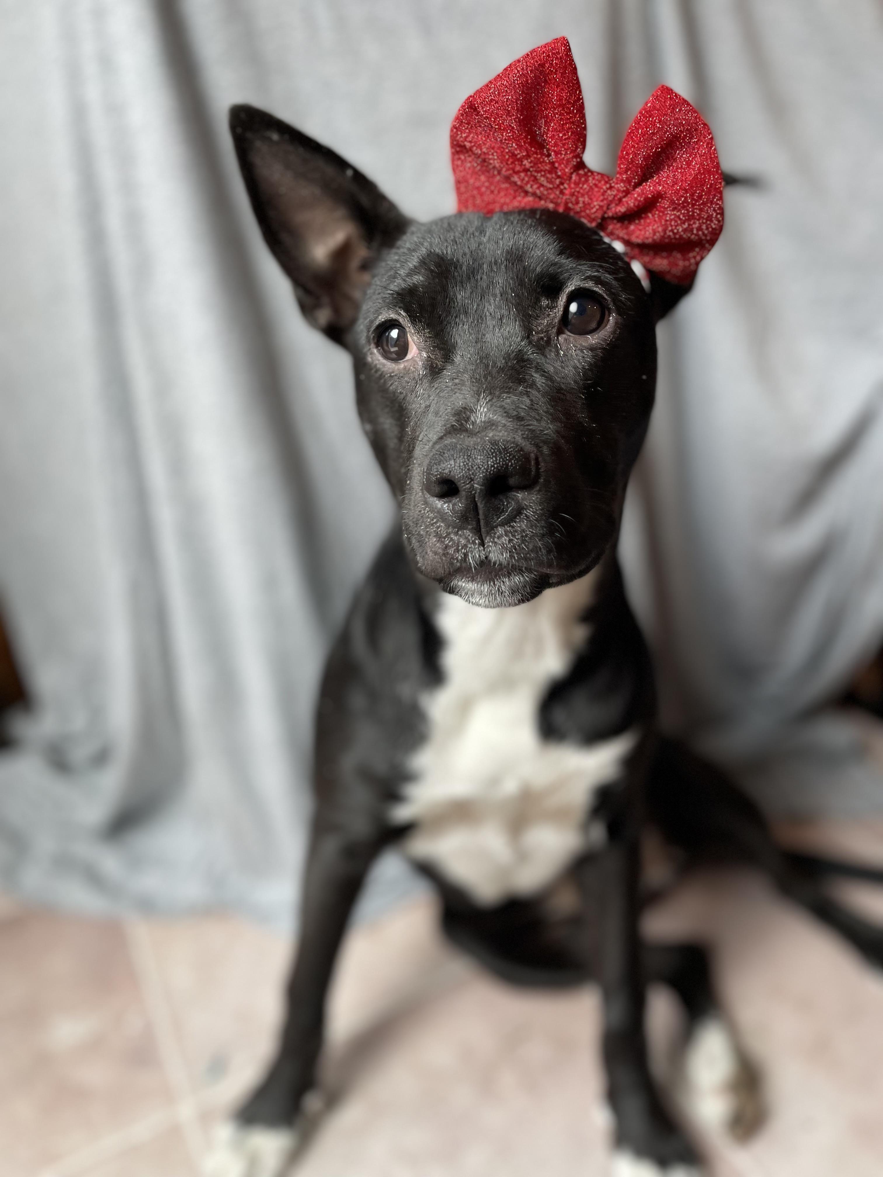 Star, Adoptable, Puppy Female Terrier.