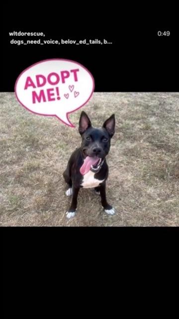 Star, a Adoptable mixed breed in san diego, CA image 6/6