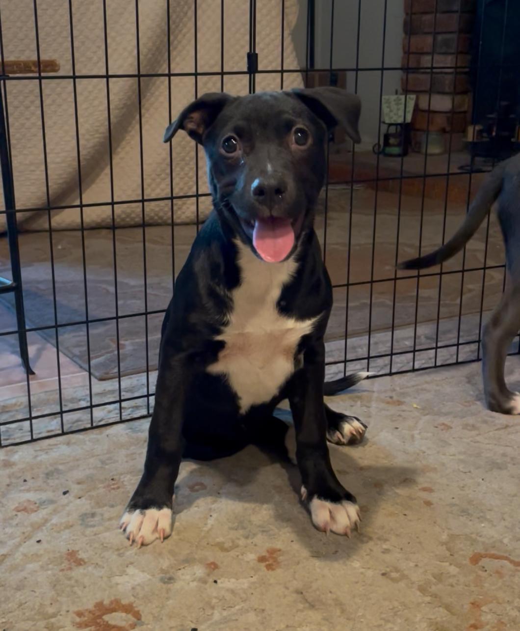 Star, Adoptable, Puppy Female Terrier.
