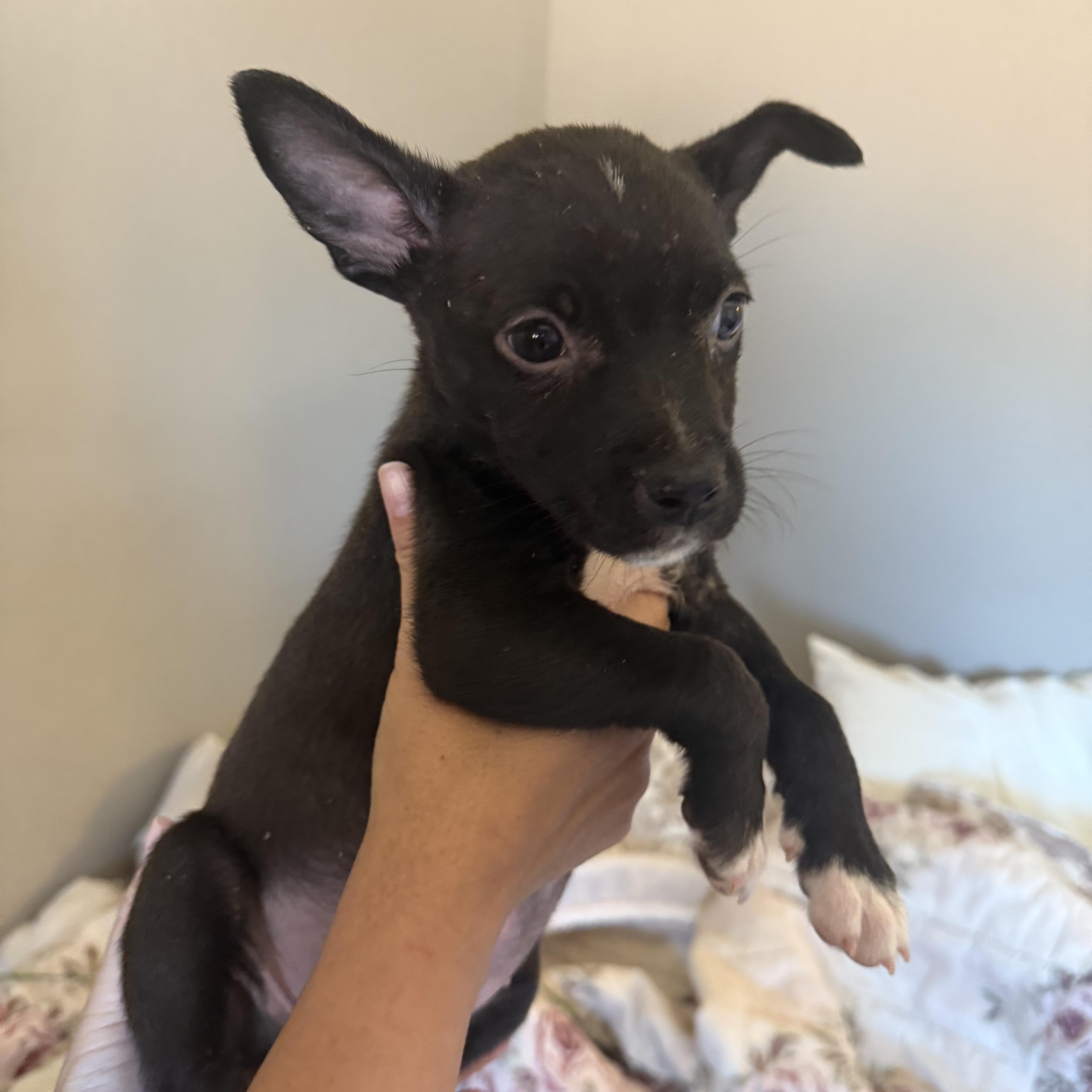 Enlarge Star, a Adoptable mixed breed in Buena Park, CA image 2/4