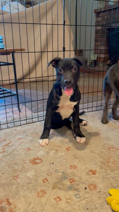 Enlarge Star, a Adoptable mixed breed in Buena Park, CA video 4/4