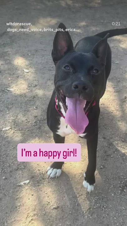 Enlarge Star, a Adoptable mixed breed in Lakeside, CA video 2/6
