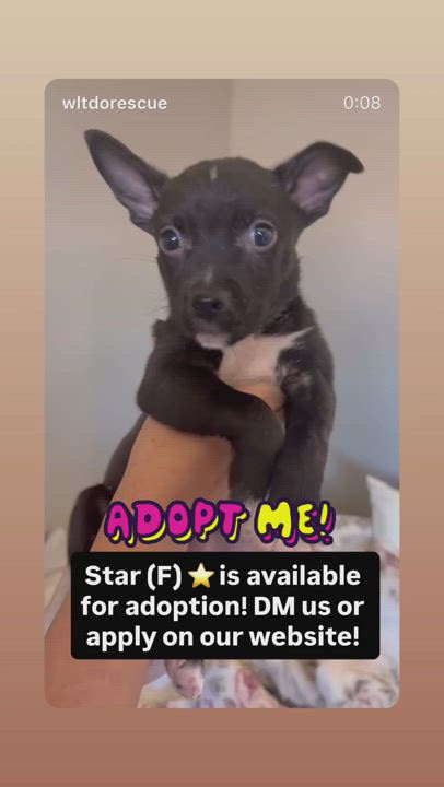 Enlarge Star, a Adoptable mixed breed in Buena Park, CA video 3/4
