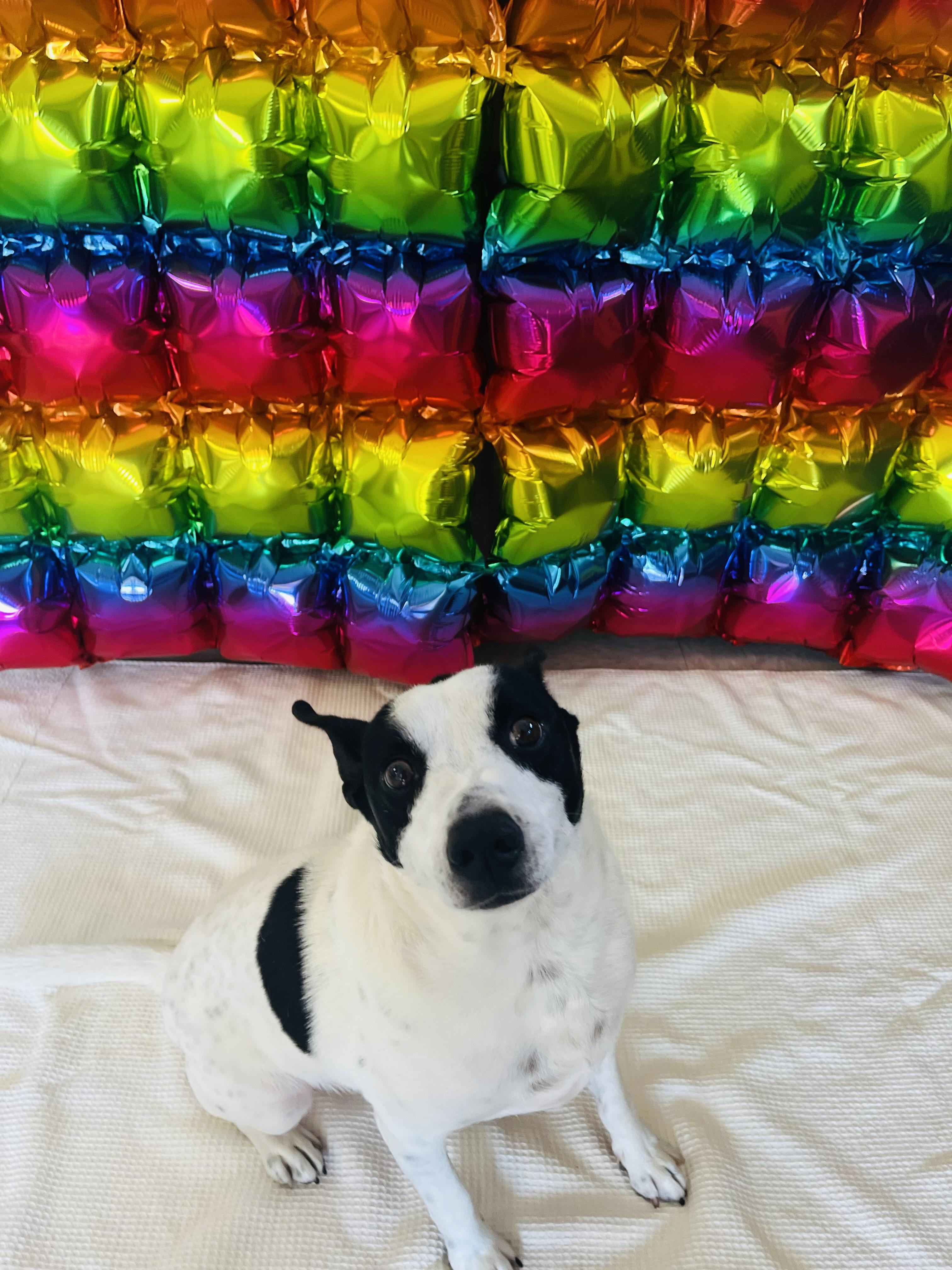 Enlarge Oreo, an adopted Mixed Breed in Chickasha, OK image 4/6