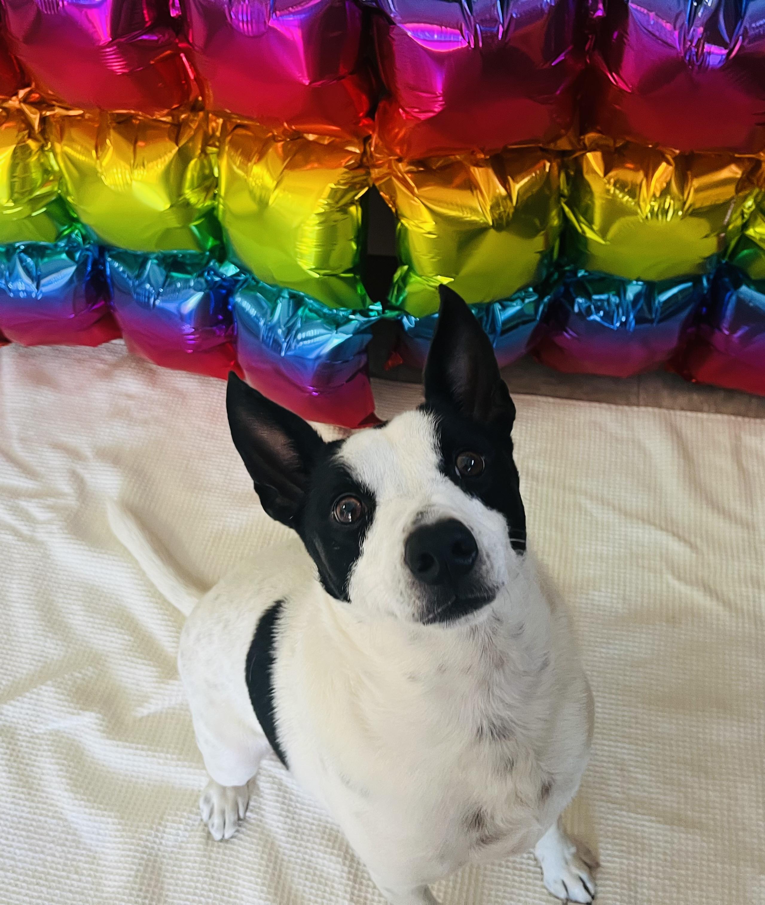 Enlarge Oreo, an adopted Mixed Breed in Chickasha, OK image 1/6