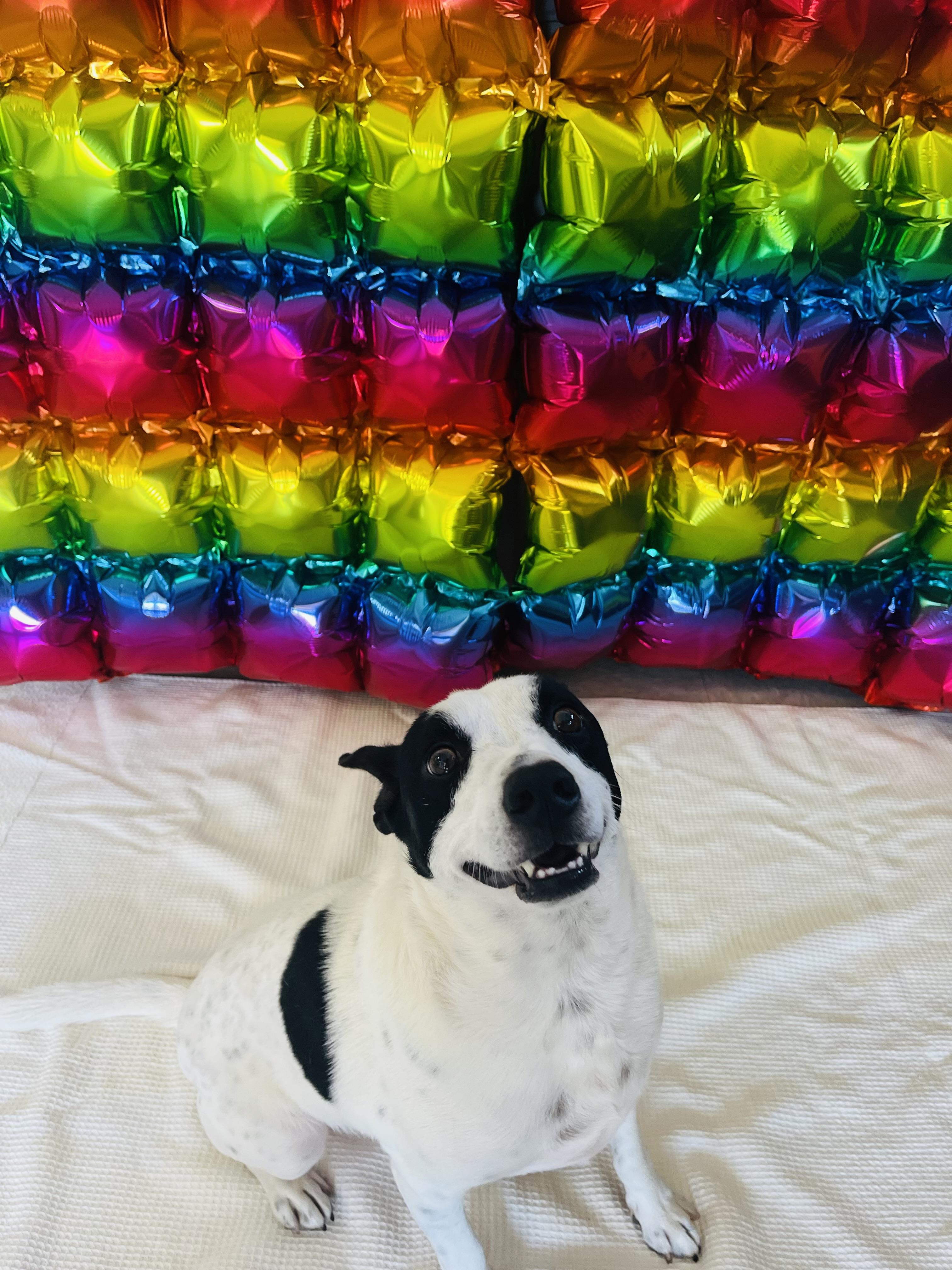 Enlarge Oreo, an adopted Mixed Breed in Chickasha, OK image 6/6