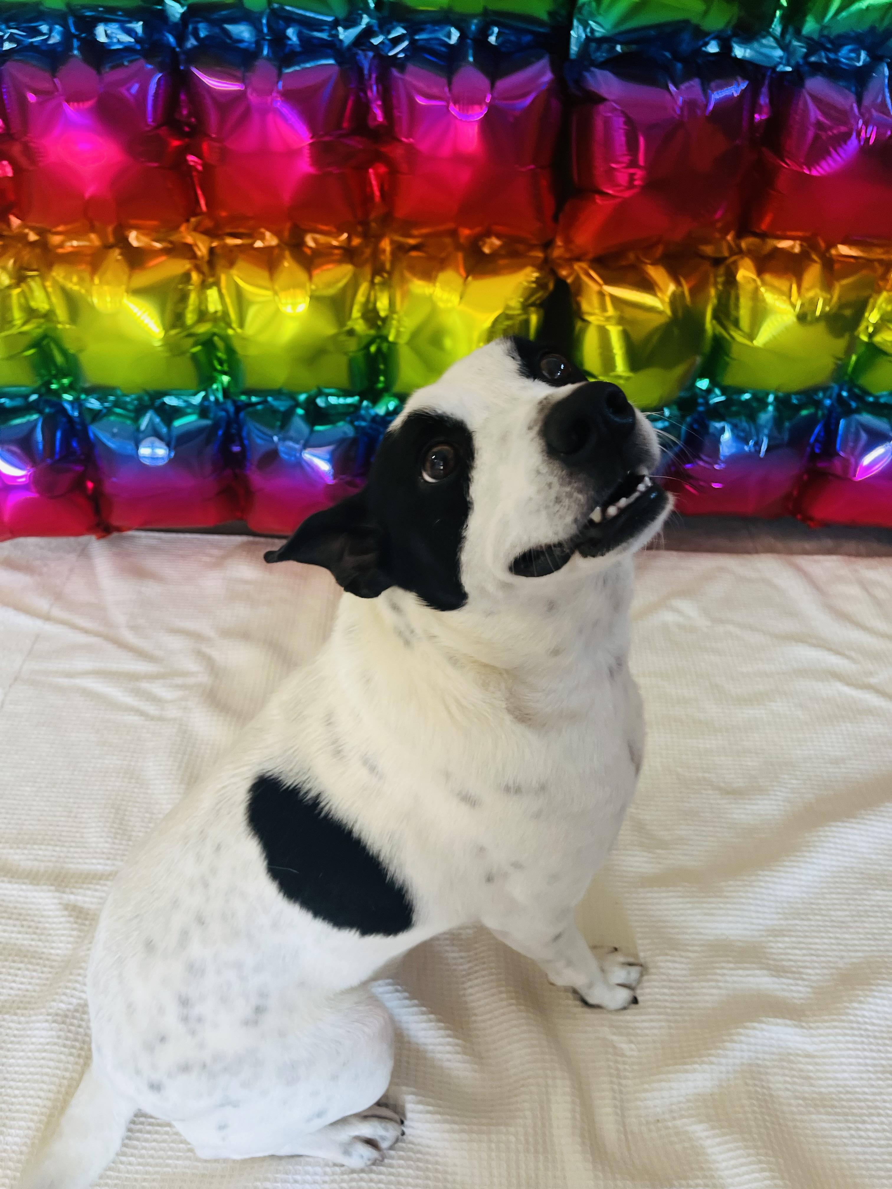 Enlarge Oreo, an adopted Mixed Breed in Chickasha, OK image 5/6