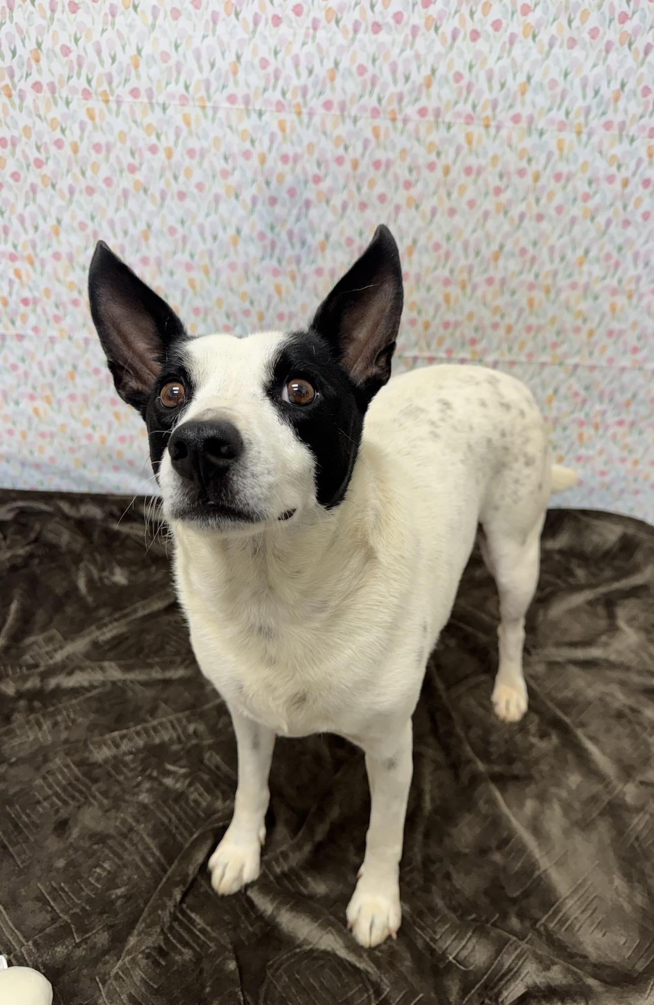 Enlarge Oreo, an adopted Mixed Breed in Chickasha, OK image 3/6