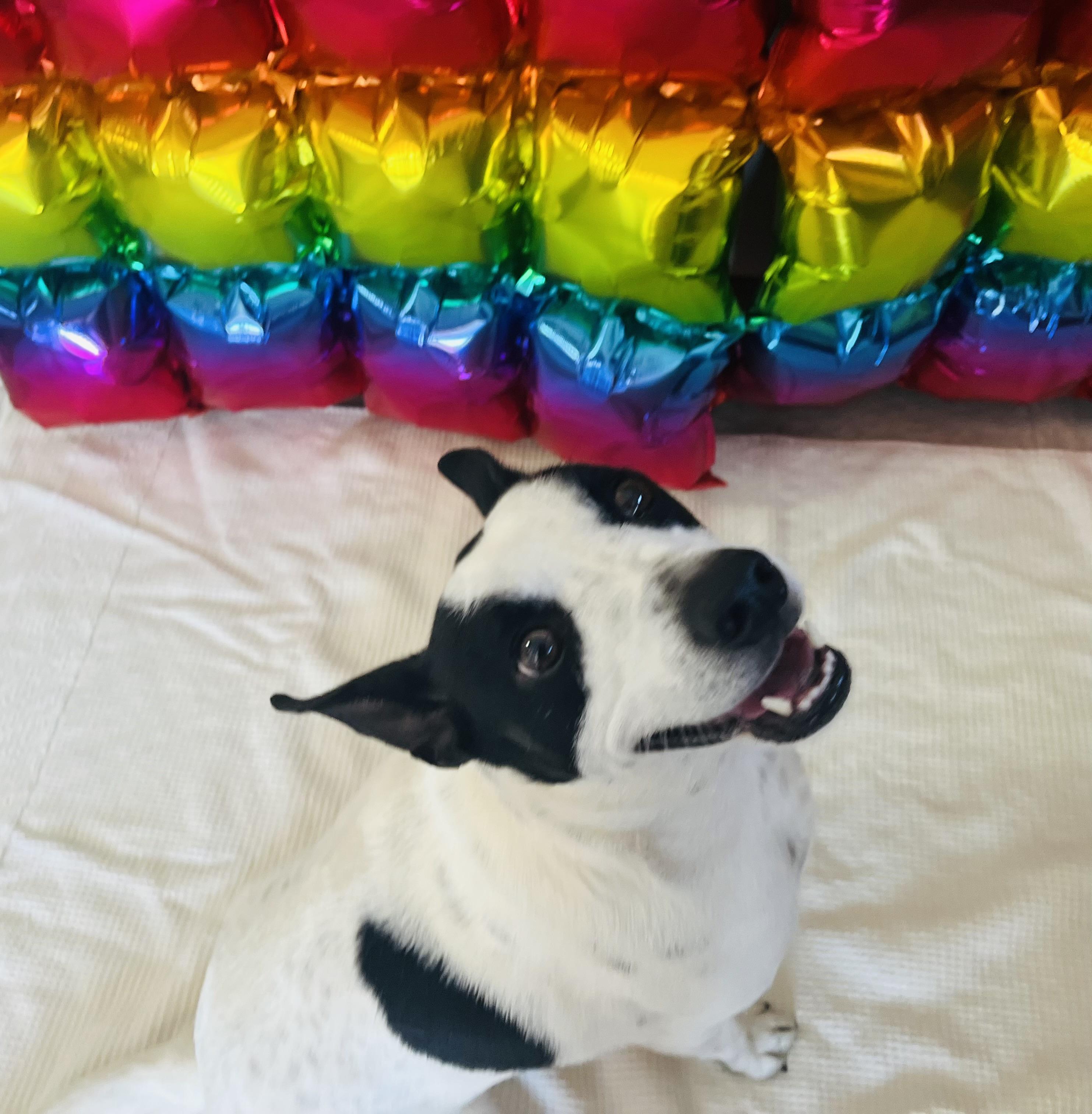 Enlarge Oreo, an adopted Mixed Breed in Chickasha, OK image 2/6