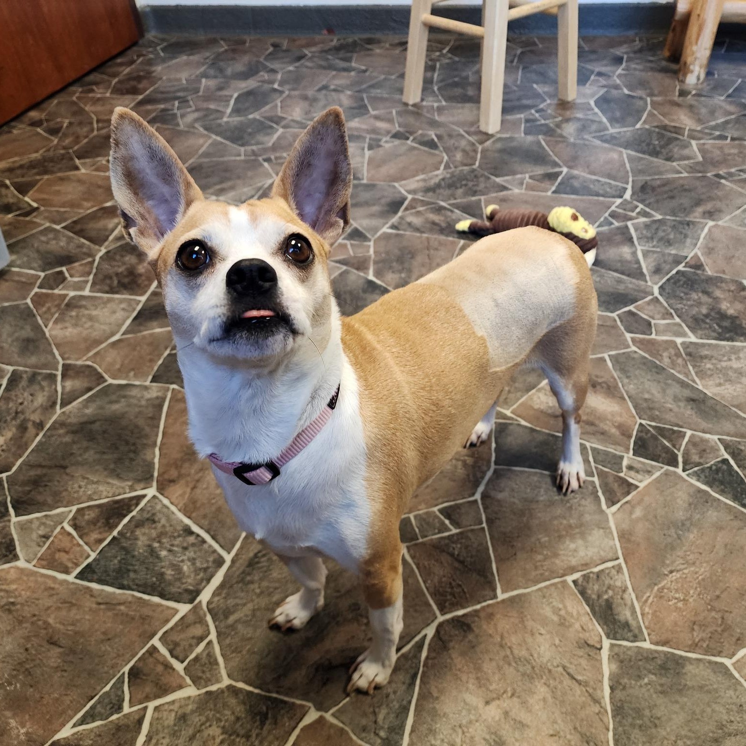 Dot, Adult Female Chihuahua