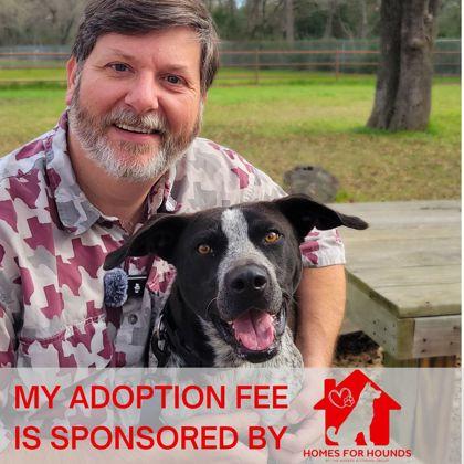 Sienna, Adoptable, Adult Female Cattle Dog & Mixed Breed.