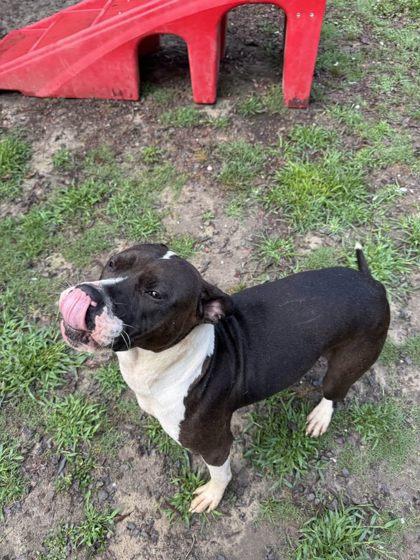 Riley, Adoptable, Young Female Terrier & Mixed Breed.