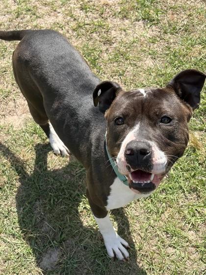 Riley, Adoptable, Young Female Terrier & Mixed Breed.