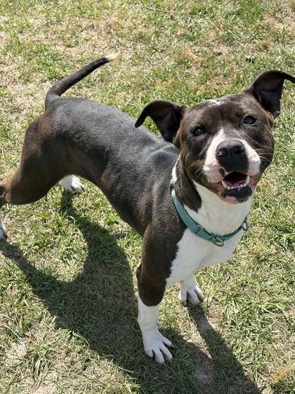 Riley, Adoptable, Young Female Terrier & Mixed Breed.