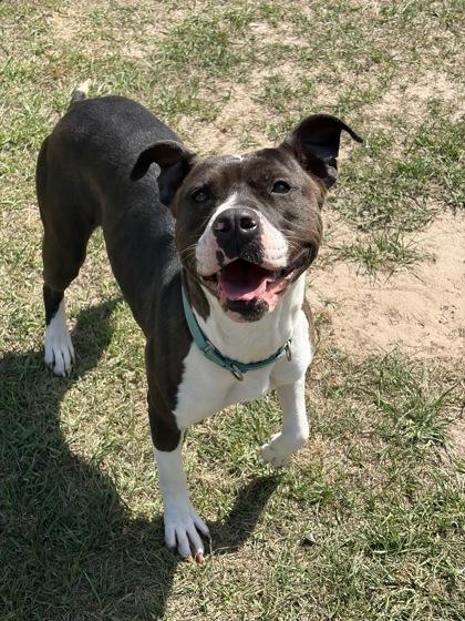 Enlarge Riley, a Adoptable mixed breed in Conway, SC image 2/3