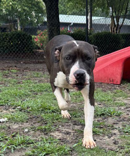 Enlarge Riley, a Adoptable mixed breed in Conway, SC image 2/3