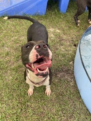 Enlarge Riley, a Adoptable mixed breed in Conway, SC image 3/3