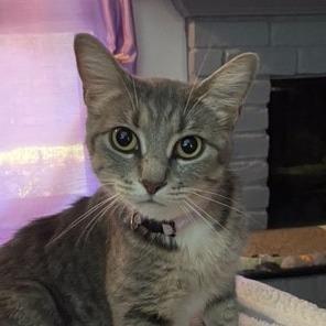 Enlarge Wheezy, a Adoptable Domestic Short Hair in Houston, TX image 1/2