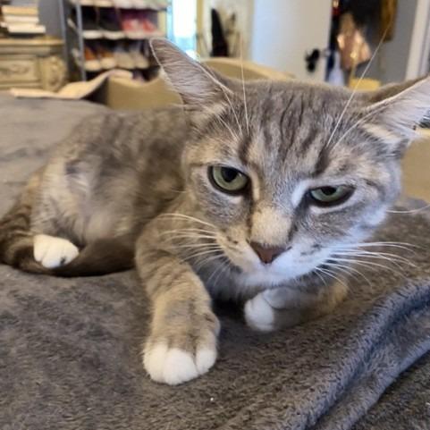 Enlarge Wheezy, a Adoptable Domestic Short Hair in Houston, TX image 2/2