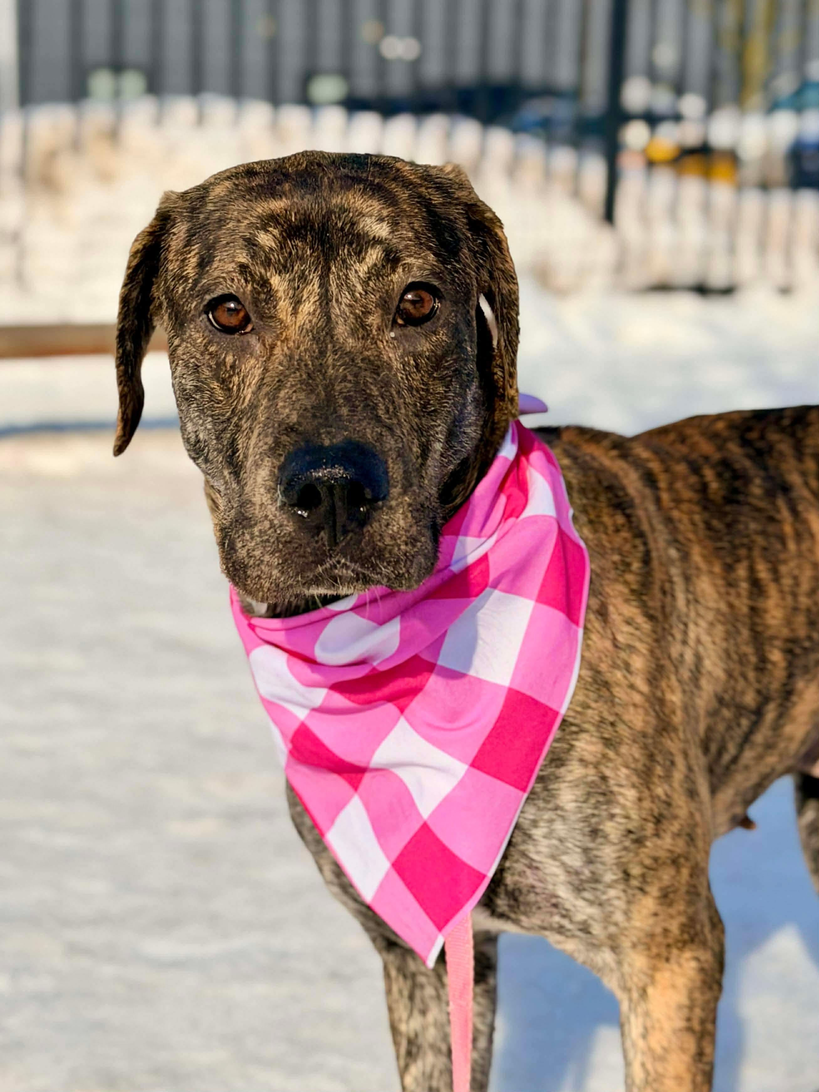 Chelsea , an adopted Pit Bull Terrier in Buffalo, NY image 1/3