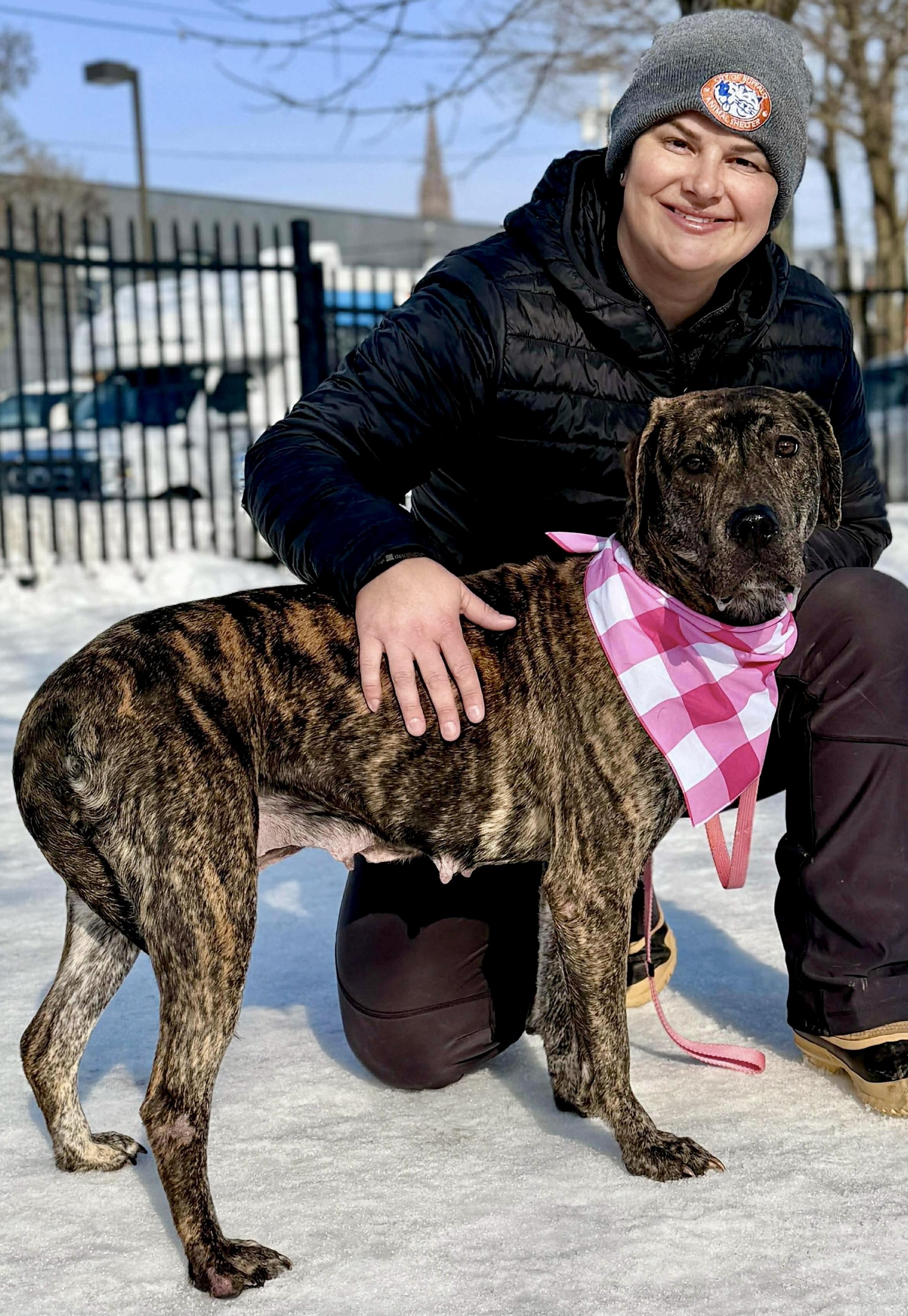 Chelsea , an adopted Pit Bull Terrier in Buffalo, NY image 3/3