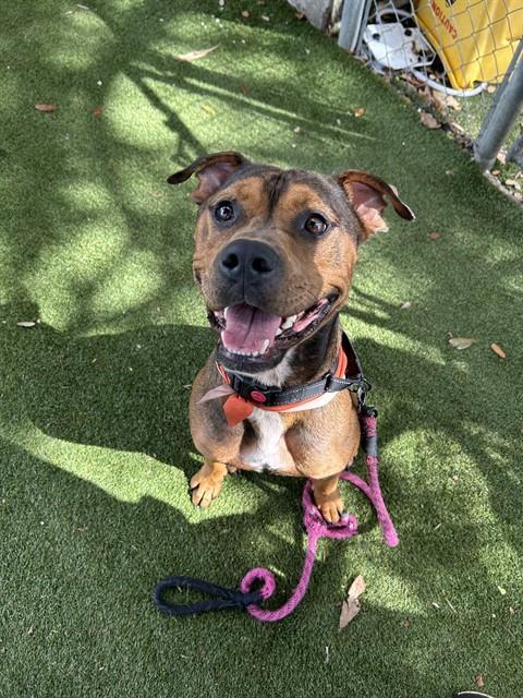 BUBBA, Adoptable, Adult Male American Bulldog & Mixed Breed.