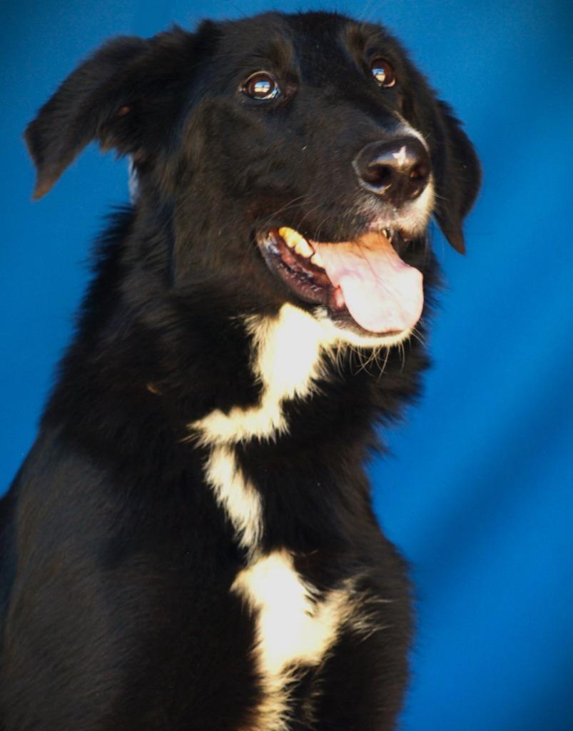 Tucker, Adoptable, Adult Male Labrador Retriever & Mixed Breed.