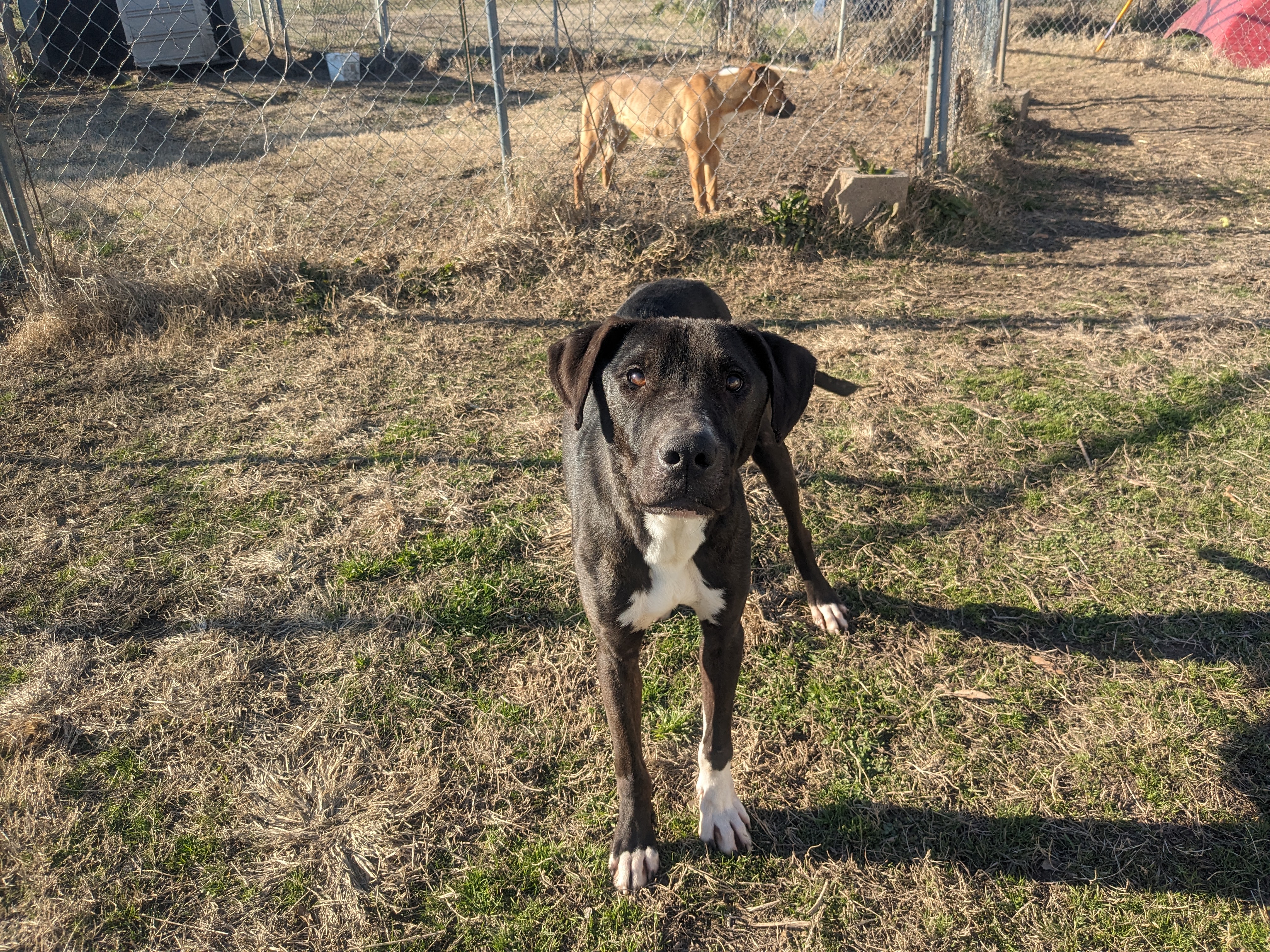 MJ, a Adoptable mixed breed in Manchester, NH image 2/5