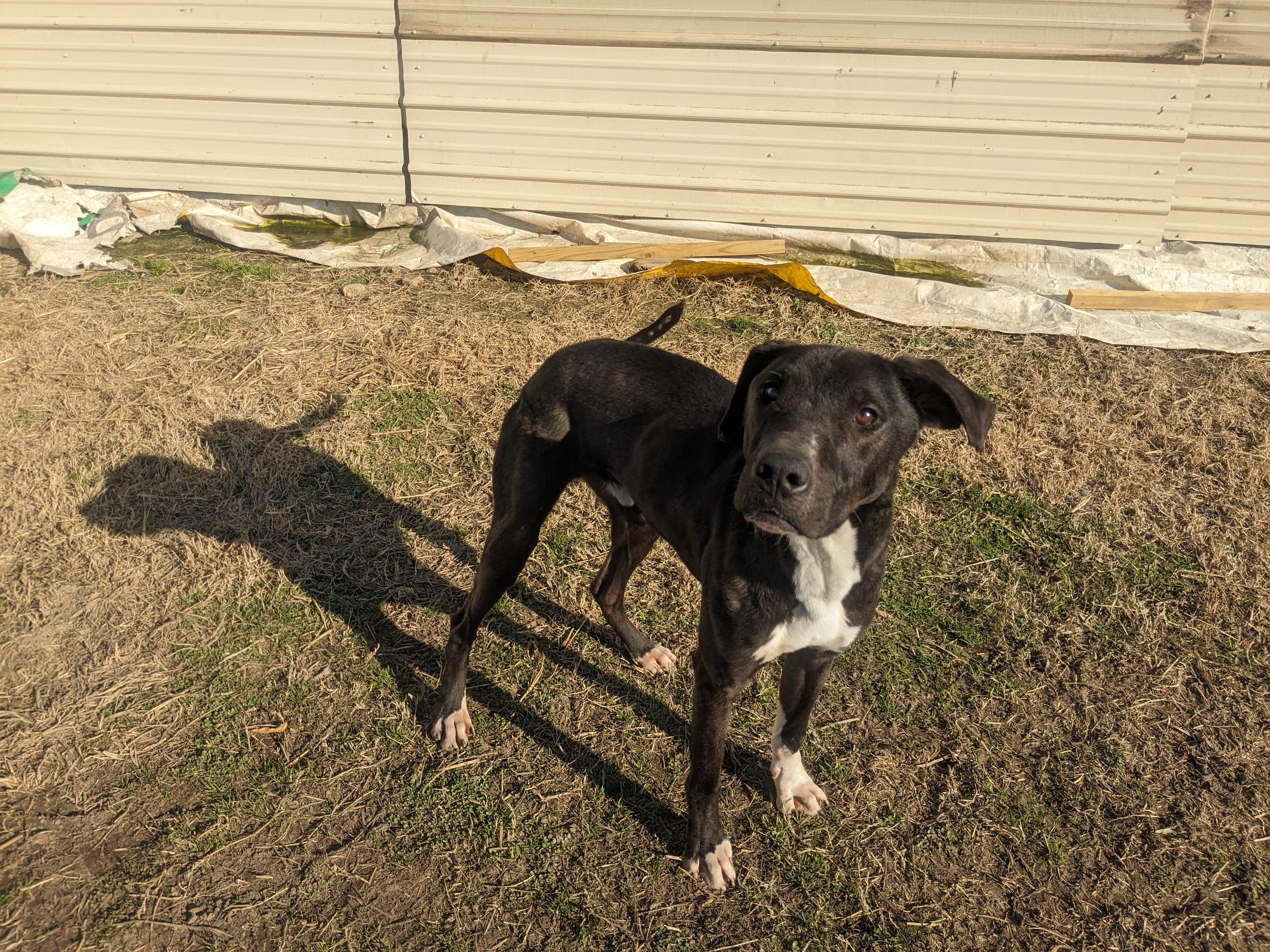 MJ, a Adoptable mixed breed in Manchester, NH image 3/5