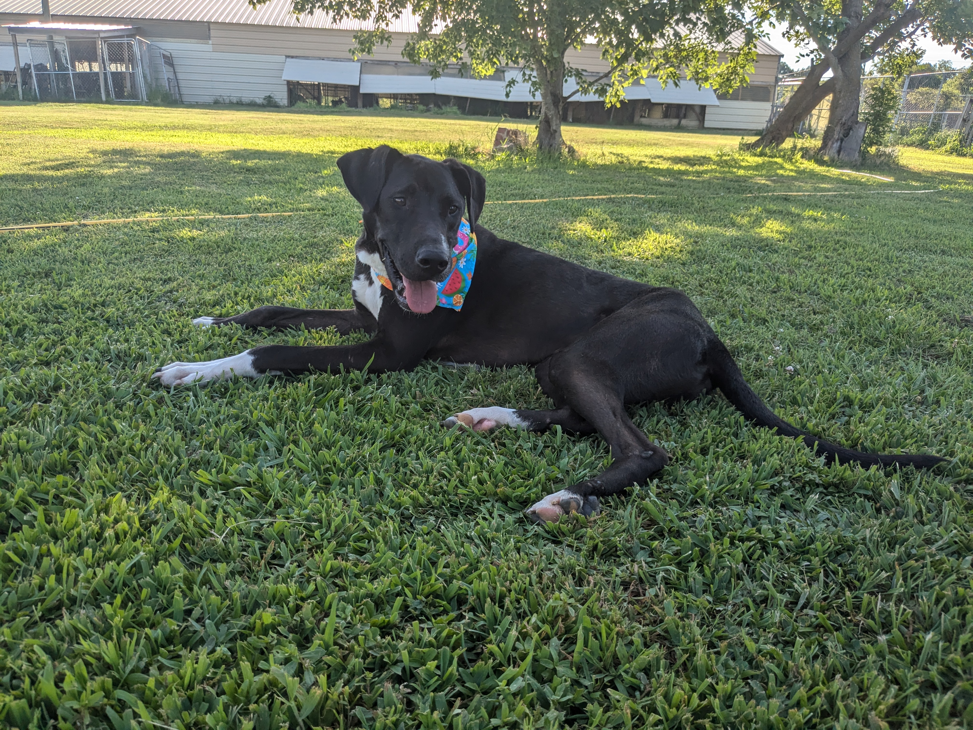 MJ, a Adoptable mixed breed in Manchester, NH image 5/5