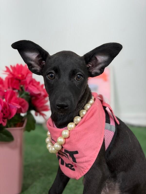 Penny-One of our Amazing Rescue Dogs, adopted, Puppy Female Whippet & Greyhound.