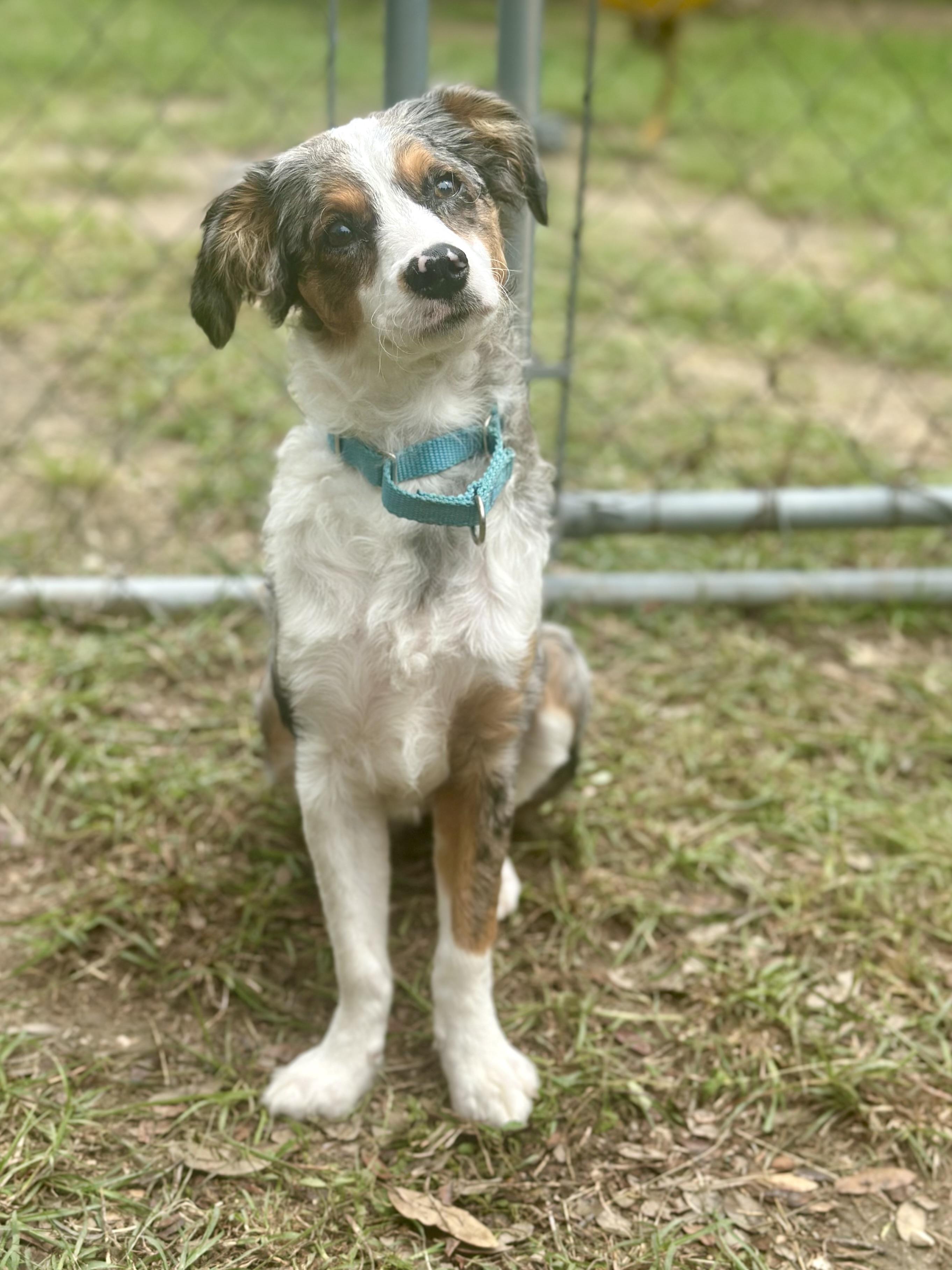 Enlarge Patches, an adopted mixed breed in Kerrville, TX image 2/2