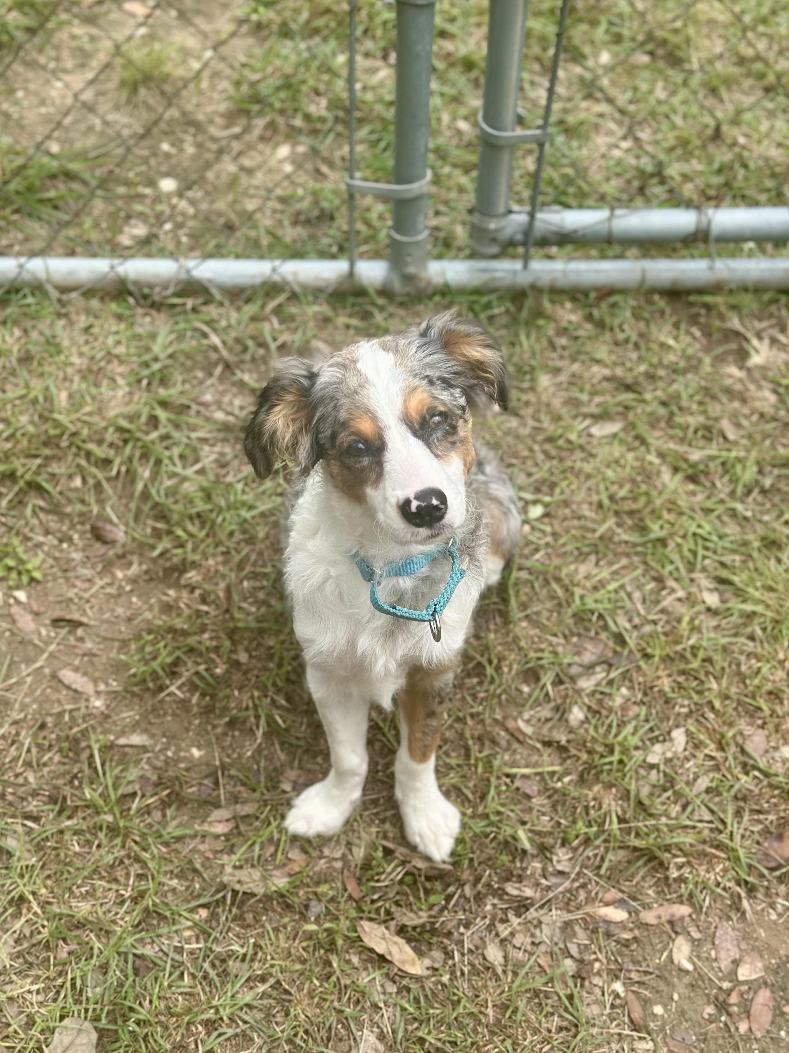 Enlarge Patches, an adopted mixed breed in Kerrville, TX image 1/2