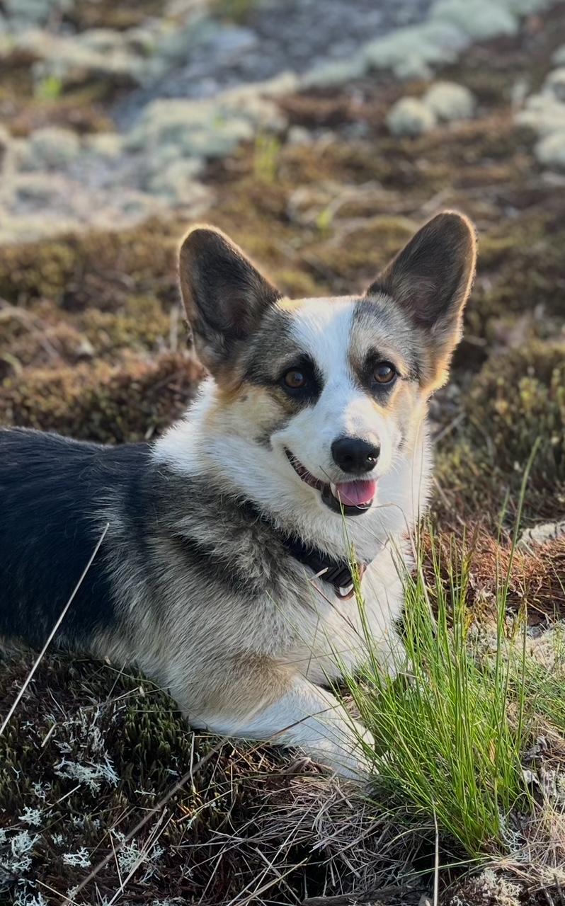 Rodeo, Young Male Pembroke Welsh Corgi