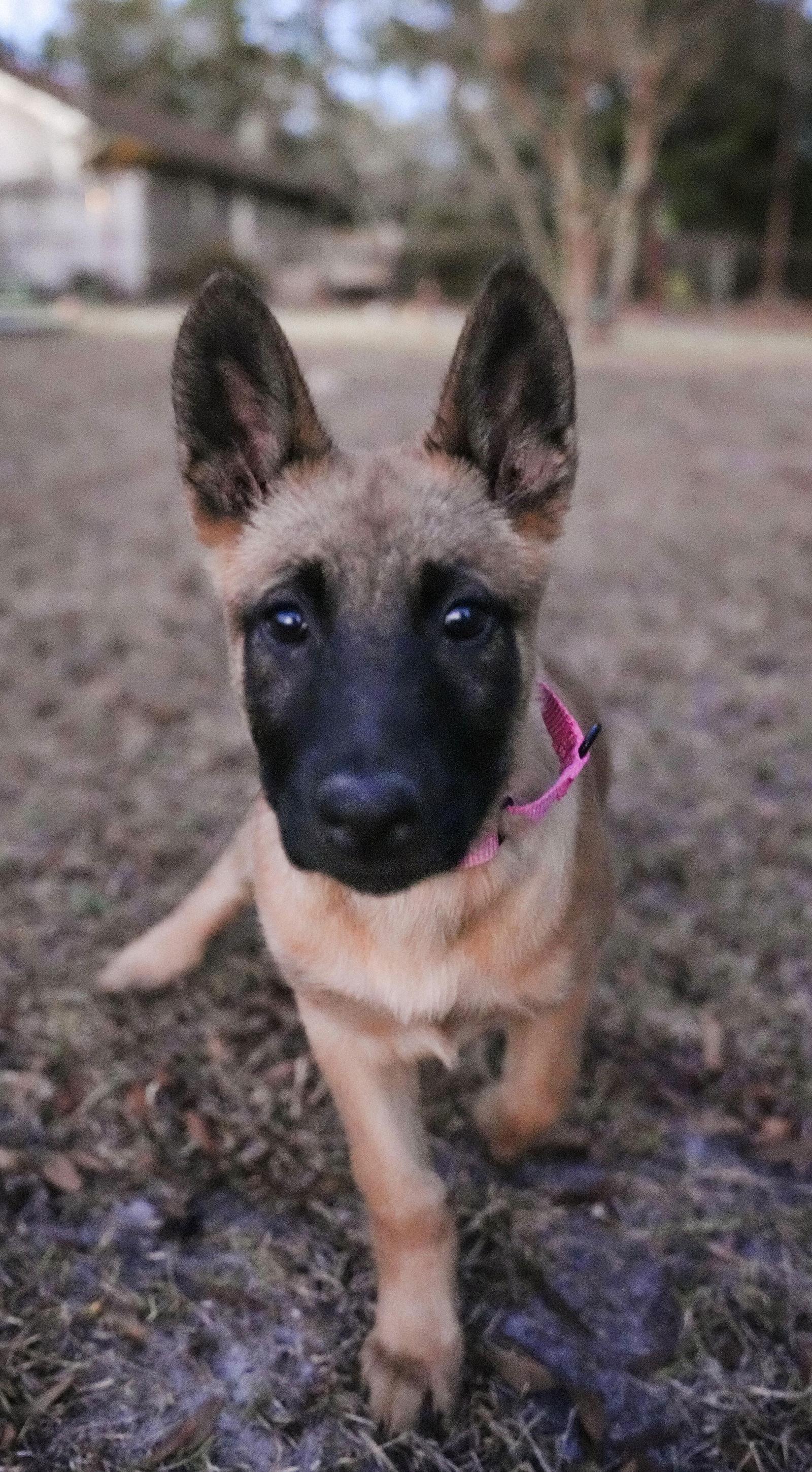 Ruby, a Adopted mixed breed in Baltimore, MD image 1/3